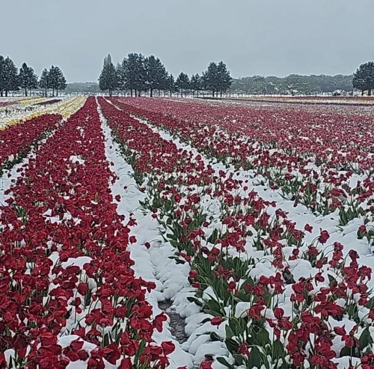 Las nevadas sorprendieron en plena primavera Foto: IG Tulipanes Patagonia