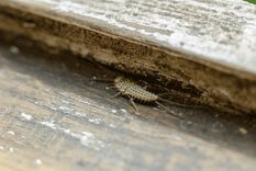 Los pececillos de plata se pueden convertir en una plaga doméstica muy rápidamente. Foto: murprotec