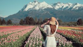 Cultivo de tulipanes en Trevelin. Foto: Trevelin.tur.ar