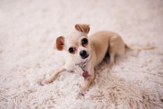 Mascotas Estas son las 4 razas ideales para casas con poco espacio Foto: Pexels