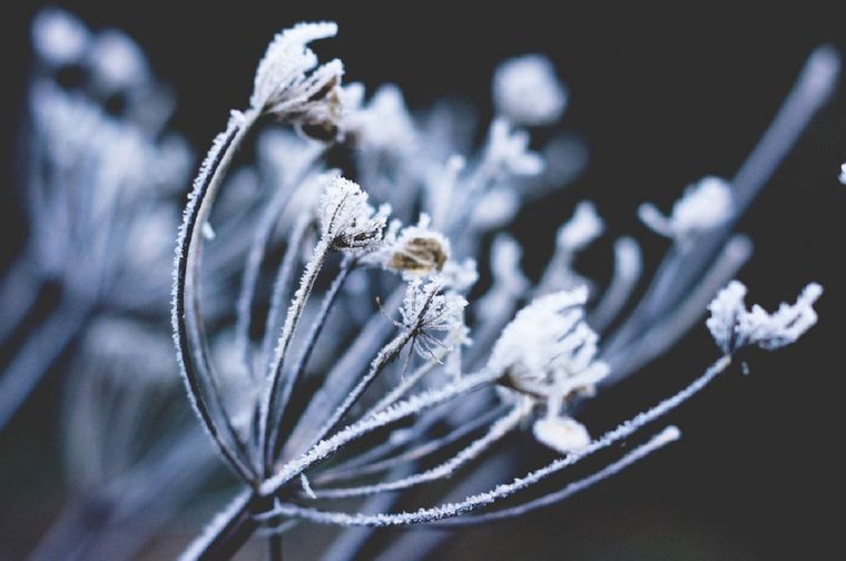 Ante un alerta de heladas actúa de forma inteligente para proteger el jardín del frío.