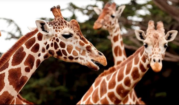 Las jirafas, centro de una investigación científica. Foto: Efe.