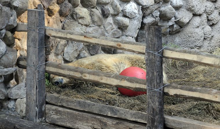 El caso del oso Arturo llegó a la prensa internacional y hasta cantantes como Cher pidieron por su traslado. El caso del oso Arturo llegó a la prensa internacional y hasta cantantes como Cher pidieron por su traslado.