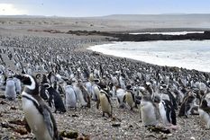 Foto: Telam Foto: Telam