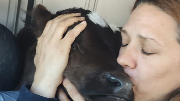 El ternero de dos meses estuvo a la venta en Marketplace hasta que lo rescataron Foto: Patitas MDP