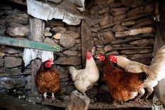 Varias gallinas en un corral, donde suele generarse esta enfermedad. Foto: Dpa.