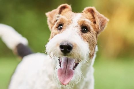 Los perros utilizan la cola como una de sus principales formas de comunicación. Foto: Shutterstock Los perros utilizan la cola como una de sus principales formas de comunicación. Foto: Shutterstock