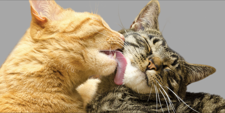 Tener dos gatos en tu hogar en vez de uno es beneficioso tanto para tí como para tu mascota Foto: Shutterstock