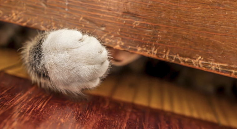 Ellos siempre quieren estar del otro lado Foto: Shutterstock