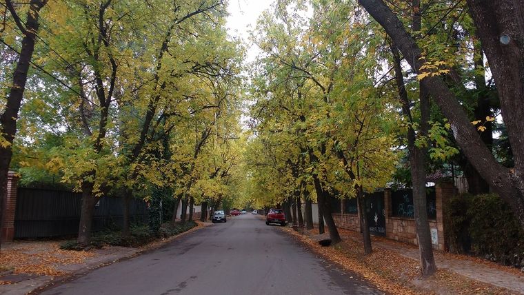 Calle arbolada con fresnos en Chacras de Coria, Luján de Cuyo, en pleno otoño. 