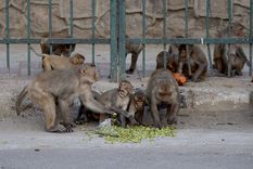 ¿se viene el planeta de los simios? varios monos roban muestras de pacientes ingresados por covid-19