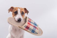 Mascotas Descubre cómo puedes hacer para que tu perro deje de morder tus zapatos Foto: iStock
