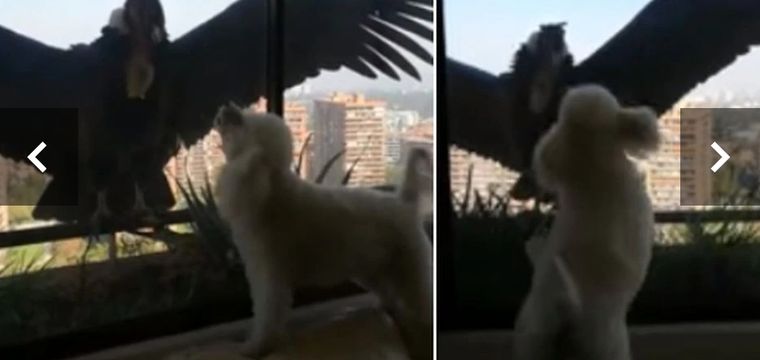 Este video es viral.