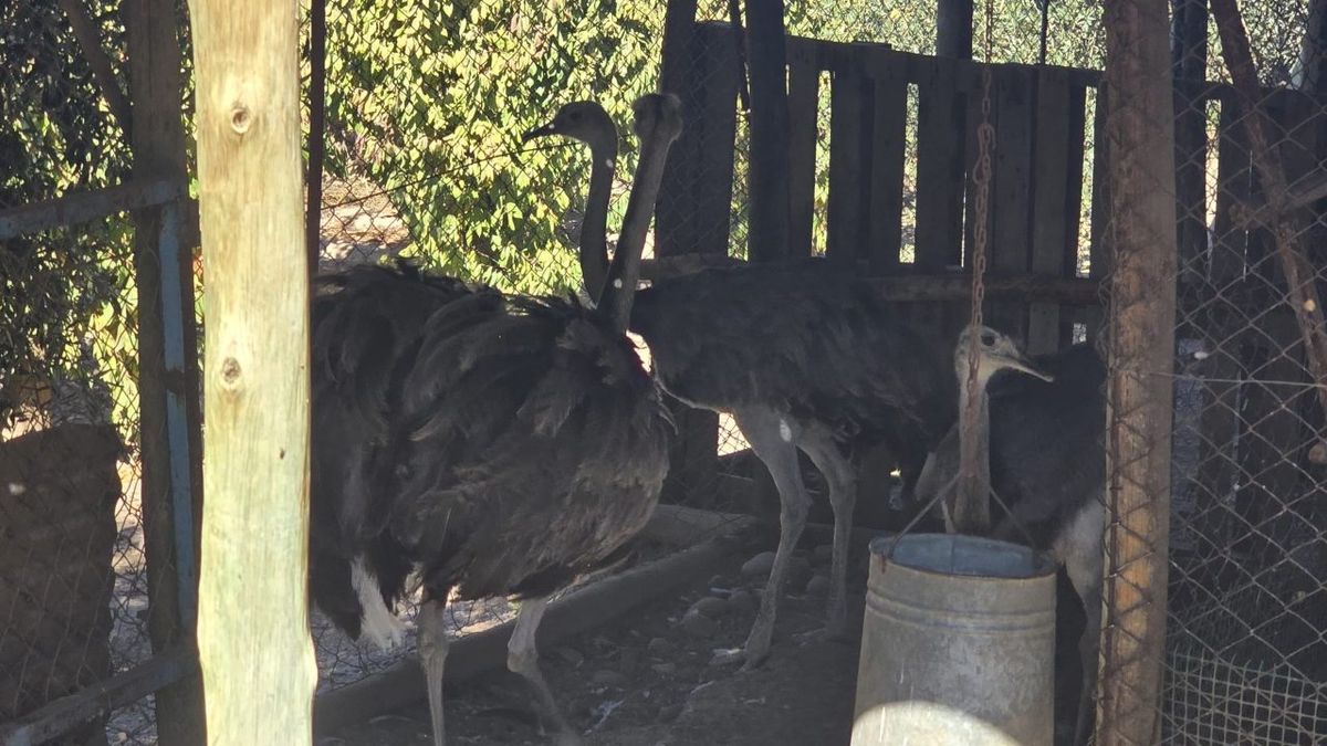 Rescataron ñandúes y aves en cautiverio mediante un rastrillaje por cielo y tierra en Maipú