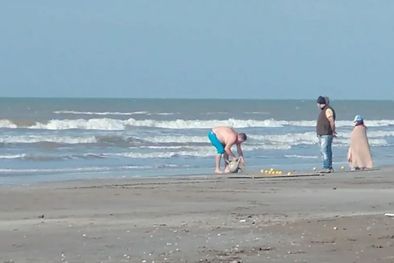 MDZol | El hombre cubrió al delfín con una manta y se lo llevó de la playa