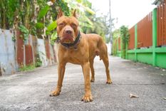PITBULL Foto: SHUTTERSTOCK