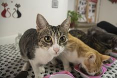 Los felinos son las mascotas más misteriosas y en cuanto a su alimentación no se quedan atrás, conocé los detalles en esta nota Foto: Télam