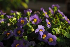 Violeta africana Cuidados Foto: Pixabay