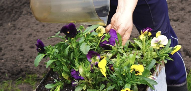 Prepara un abono casero con avena para fortalecer tus plantas Foto: Shutterstock