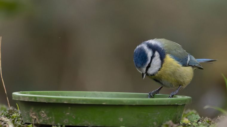Un pájaro en un comedero. Un pájaro en un comedero.