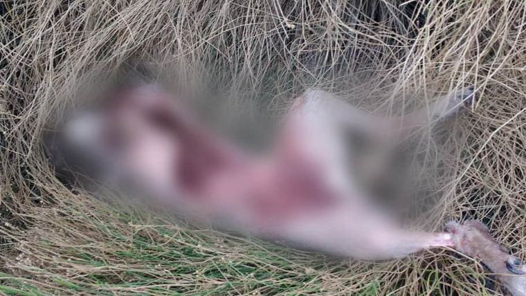 Yuma La perrita apreció en pedazos y la comunidad se indignó.