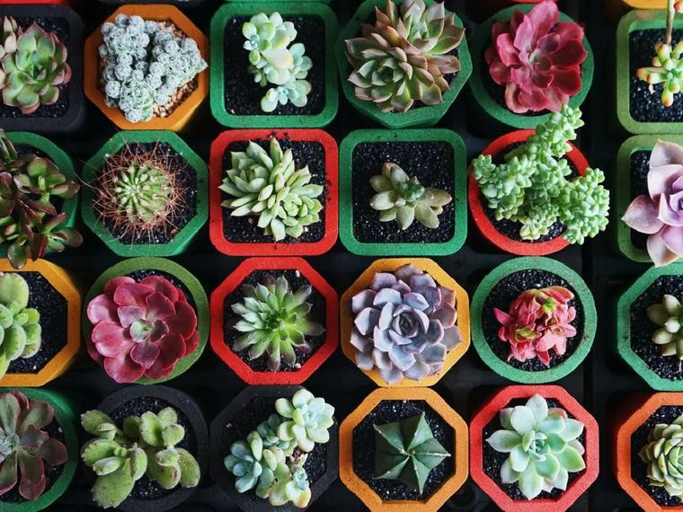Las suculentas son plantas muy fuertes y con una gran capacidad de adaptación. Foto: Pinterest