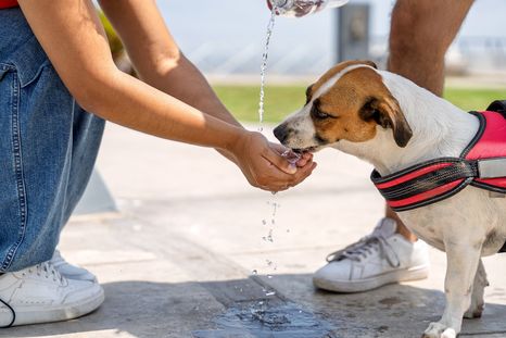 El calor extremo convierte el asfalto en un riesgo para las patitas de los perros. El calor extremo convierte el asfalto en un riesgo para las patitas de los perros.