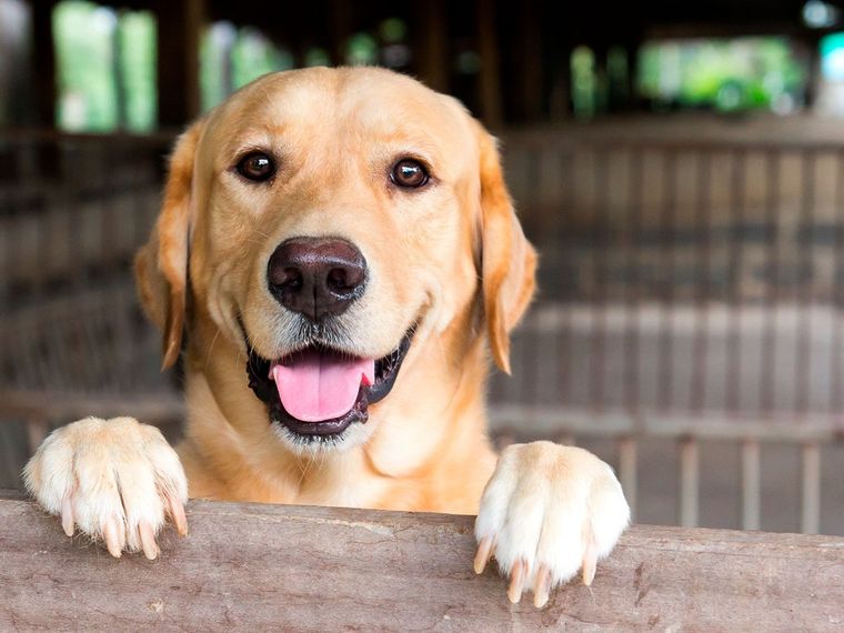 ¿Cuánto tiempo tu perro podría estar solo?