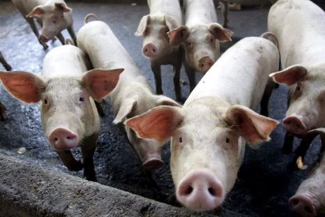 La Unión Europea busca qué hacer ante la imposición de aranceles de China a la carne porcina. Foto Efe