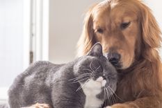 La IA dió su opinión sobre este debate Foto: Shutterstock La IA dió su opinión sobre este debate Foto: Shutterstock