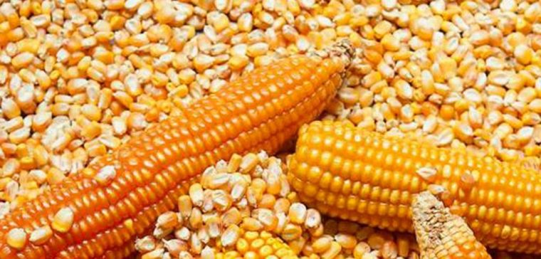 Foto: Conexión Rural