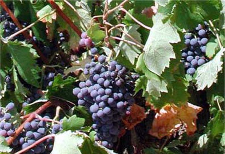 Hay preocupación en el rubro vitivinícola.