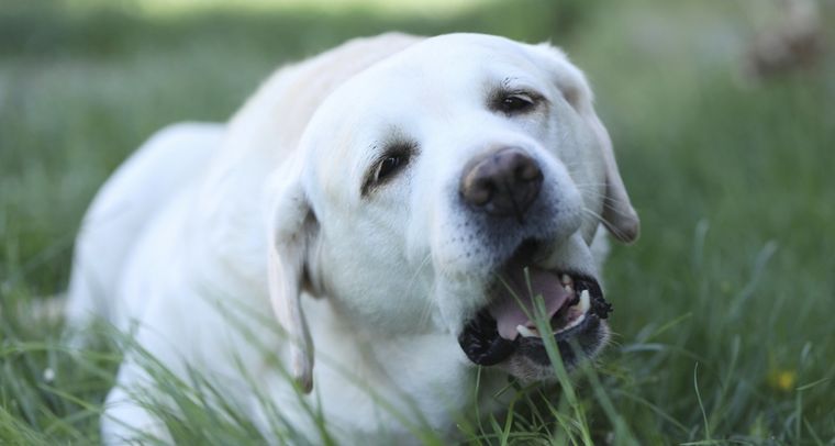 Estos son los motivos que llevan a los perros a comer pasto. Foto: Shutterstock