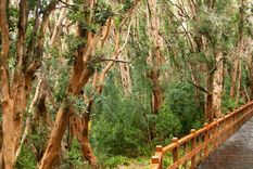 El Parque Nacional Arrayanes es uno de los más visitados del sur del país.