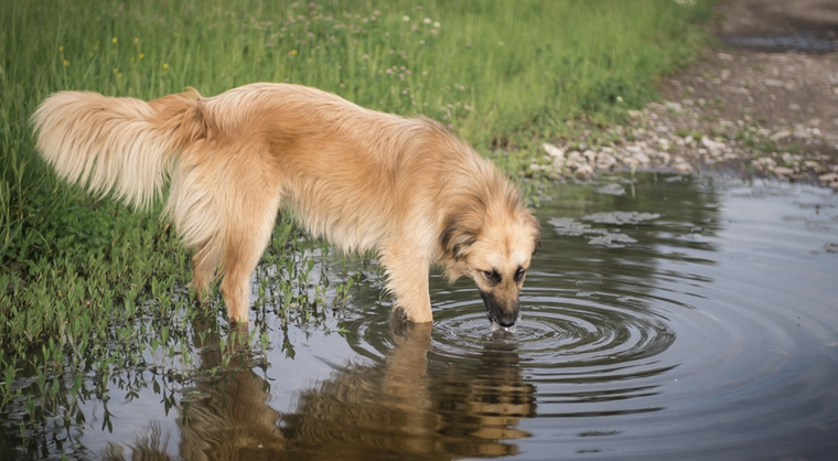 Estos consejos pueden evitar que tu perro enferme Foto: Shutterstock
