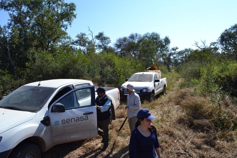 El sistema de vigilancia permanente del Senasa detectó un aumento de la plaga en Formosa, Salta, Santiago del Estero y Catamarca Foto: Senasa