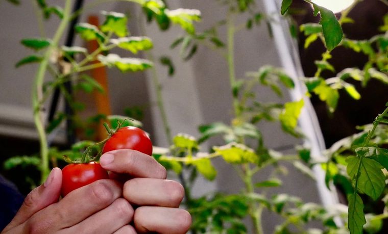 Con estos trucos sencillos, cultivar tus propios tomates se convierte en una tarea fácil y placentera. Foto: Archivo