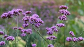 Las plantas de autosiembra permiten sumar color al jardín con menos tareas de mantenimiento. Las plantas de autosiembra permiten sumar color al jardín con menos tareas de mantenimiento.