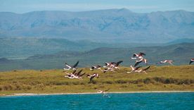 El bello paisaje de Laguna Llancanelo con aves migratoras. El bello paisaje de Laguna Llancanelo con aves migratoras.