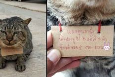 atorrante: un gato se fuga tres dias y aparece endeudado por pescado