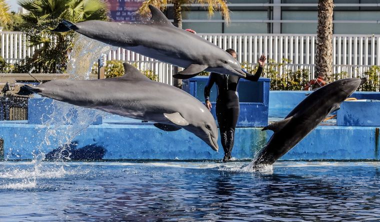 Varios delfines en el delfinario de la Fundación Oceanogràfic. Foto: Dpa.
