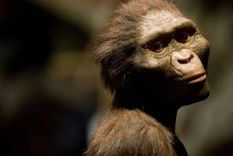 Lucy fue hallada en noviembre de 1974 Foto: Getty Images Lucy fue hallada en noviembre de 1974 Foto: Getty Images