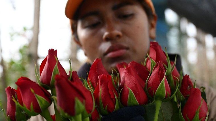 Colombia es uno de los principales exportadores de flores del mundo, un sector al que puede afectar la apreciación del peso.