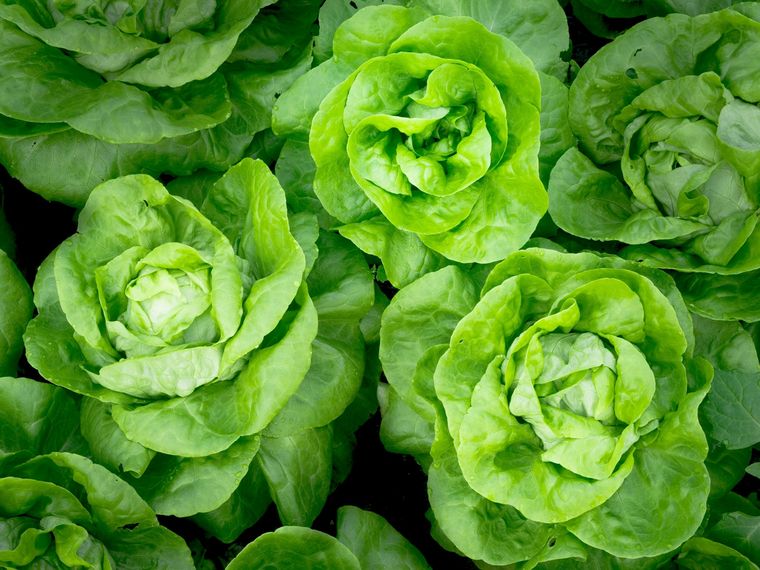 Foto: Food Print - https://foodprint.org/real-food/lettuce/