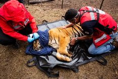 Un equipo de expertos de una organización internacional llevó a cabo ayer el rescate de dos tigres que se encontraban bajo cautiverio en  criadero privado ilegal Foto: Four Paws