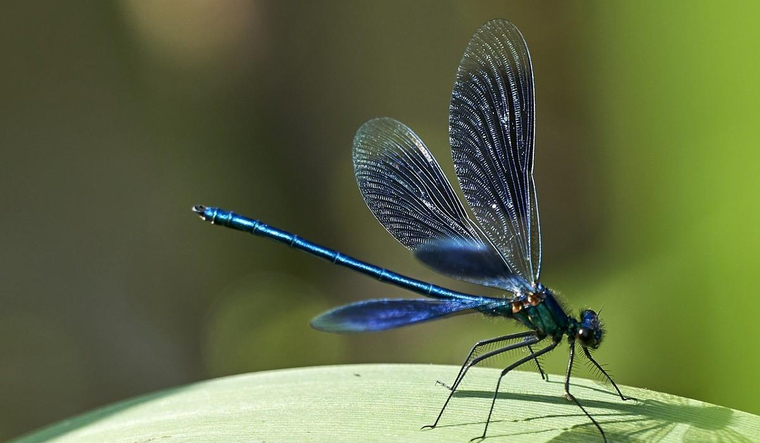 Las libélulas son nuestras mejores aliadas para combatir a los mosquitos. Foto: Shutterstock