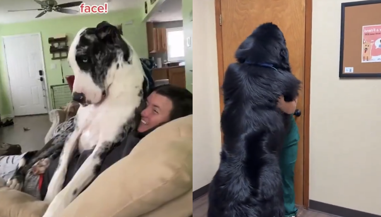 Estos perros no se dan cuenta lo grandes que son. Foto: Archivo