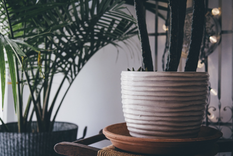 Hay una gran variedad de plantas que son ideales para decorar los interiores de tu hogar. Foto: Pixabay - pixabay.com