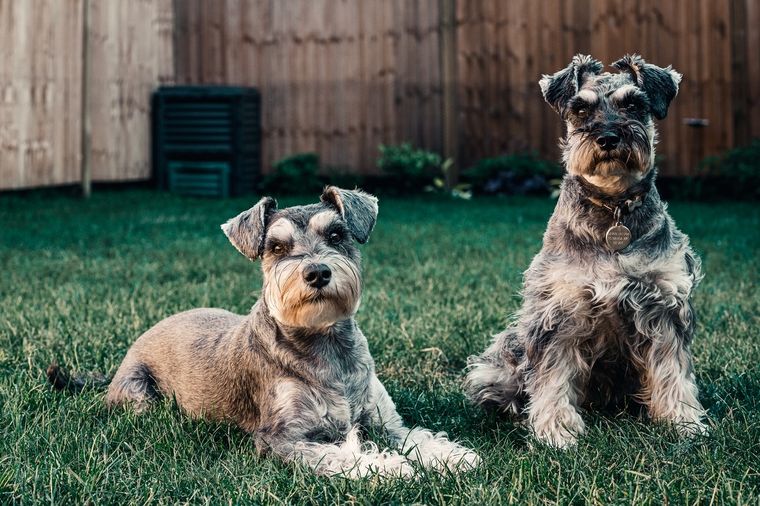 Perros Conoce cuáles son las razas que sueltan menos pelo Foto: Pexels