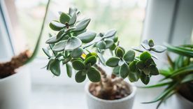 El jade es una suculenta resistente y de bajo mantenimiento. Foto: Shutterstock El jade es una suculenta resistente y de bajo mantenimiento. Foto: Shutterstock